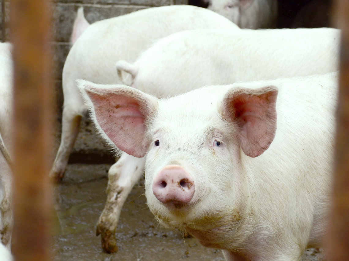 非洲豬瘟懶人包／像沒解藥的流感！病毒冷凍能活千天、火腿香腸廚餘都媒介…台灣失守代價曝光