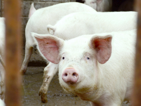 非洲豬瘟懶人包／像沒解藥的流感！病毒冷凍能活千天、火腿香腸廚餘都媒介…台灣失守代價曝光