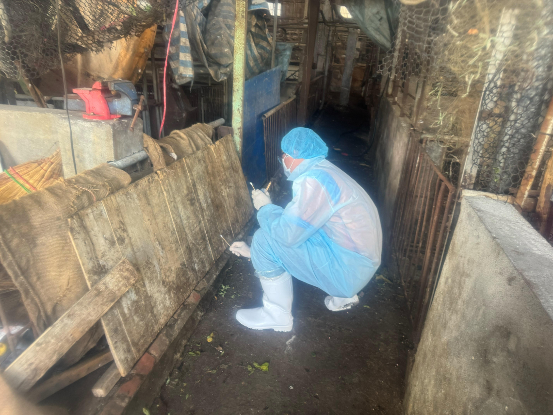 非洲豬瘟案老農喊不會網路，廚餘蒸煮照沒上傳…盧秀燕稱不傳也沒罰則，陳時中：沒回報就不處理觀念不對