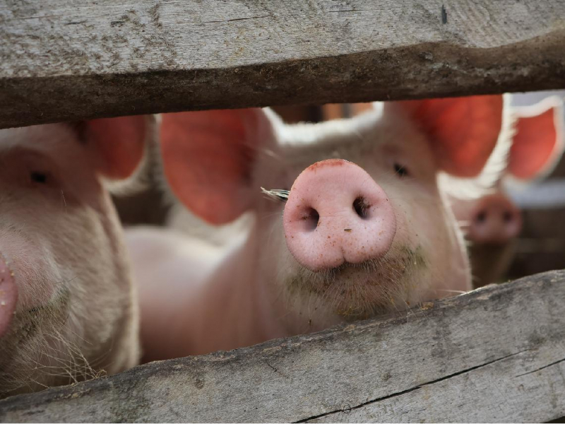 非洲豬瘟風暴／豬農之子不願接班告白：口蹄疫害爸媽背債數千萬，難忘「國中放學回家，數千豬屍堆疊成山」