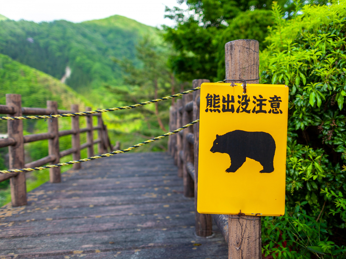 日本熊出沒注意！岩手縣車站前逛大街，札幌也現蹤…為何熊災加劇？遇到熊怎麼辦？熊出沒地圖必存