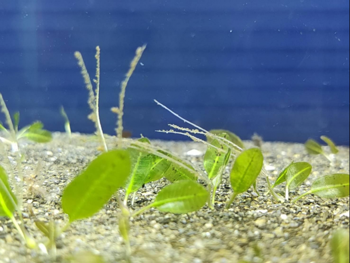 還海行動追蹤日記》海草復育成功開花!下一步挑戰「結果」保種,卵葉鹽草竟藏健康食品潛力