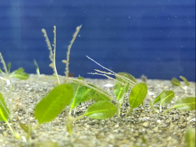 還海行動追蹤日記》海草復育成功開花！下一步挑戰「結果」保種，卵葉鹽草竟藏健康食品潛力