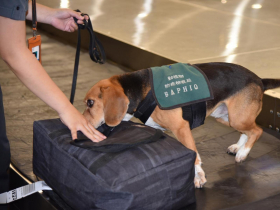 機場通關檢疫新制「不再分紅綠通道」！旅客入境須經X光、檢疫犬檢查：時間可能拉長10-15分鐘