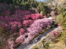 2026武陵櫻花訂房這天開搶！武陵農場櫻花季時間、國民賓館房型網址、交管、門票、賞櫻景點地圖必存