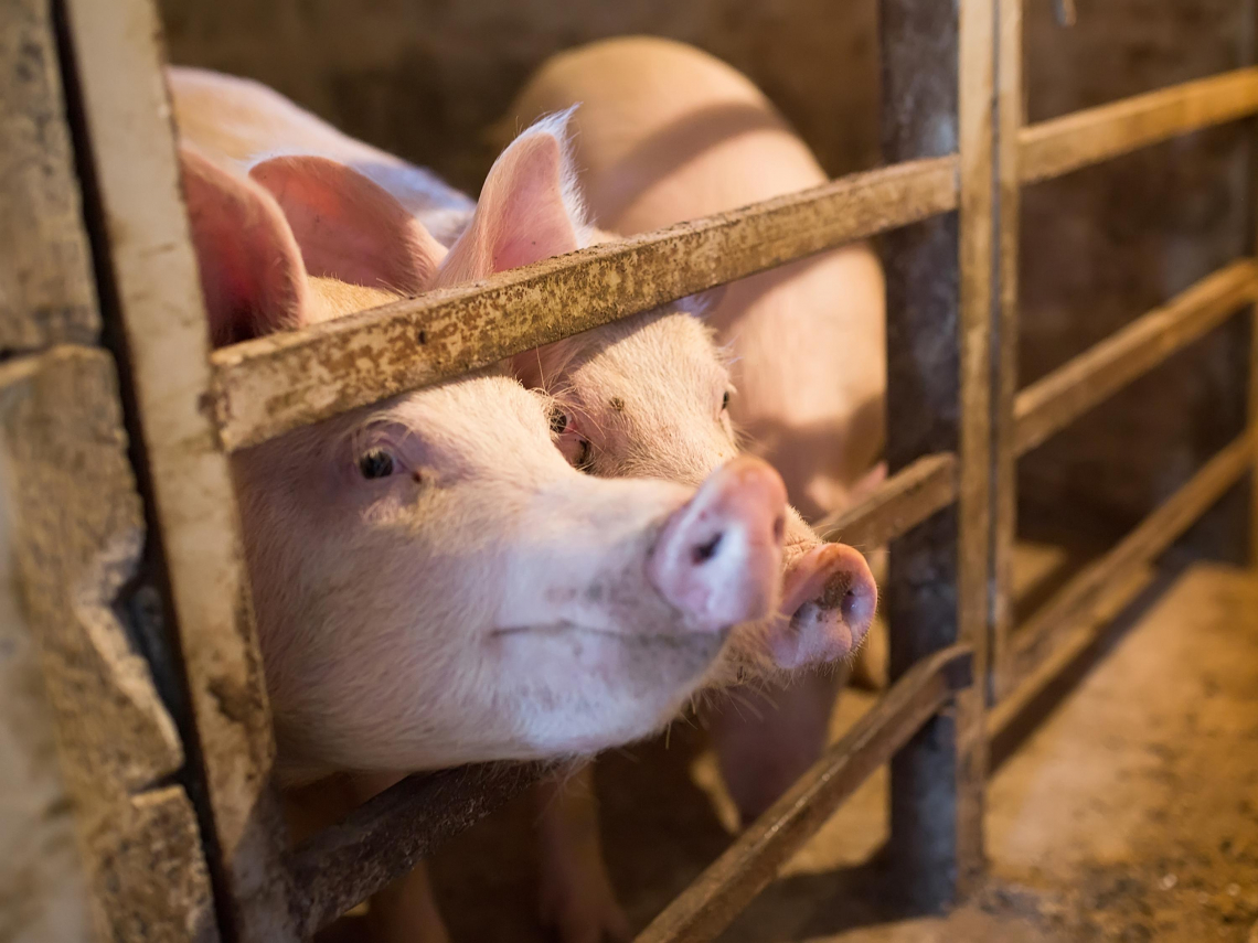 豬肉禁宰到幾號？卓揆：這時間給答案！非洲豬瘟案豬農羈押禁見，原來廚餘蒸煮器壞掉擺好看、給舊照充數