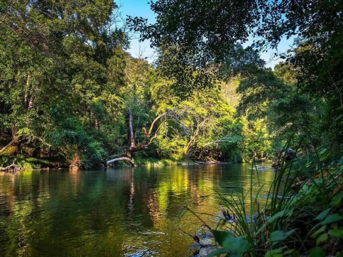 COP30「森林COP」登場！巴西以雨林為舞台，會為氣候金融與碳市場帶來新契機嗎？
