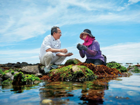 在潮間帶撿拾的海女