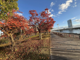 「日本第三大河」信濃川畔的晨跑，染紅楓樹＋河岸步道成美麗圖畫！謝金河：城市治理核心是讓城市變美麗