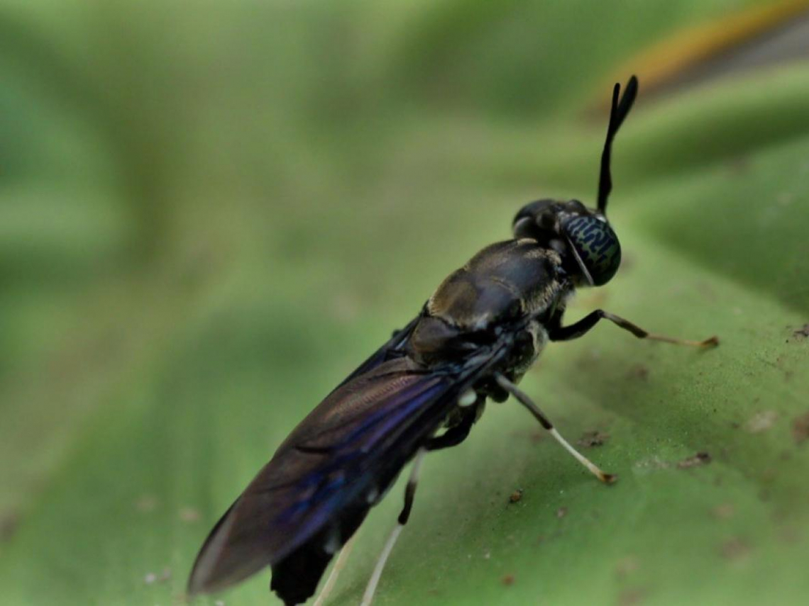 廚餘養豬高風險！黑水虻成循環經濟解方：更安全、更減碳，還能創造35億產值