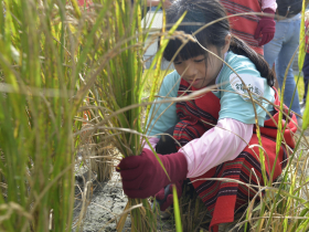 不用除草劑農藥，稻田靠「敷面膜」也能大豐收！解密「川中米」如何友善栽培，連二級保育動物都回來了