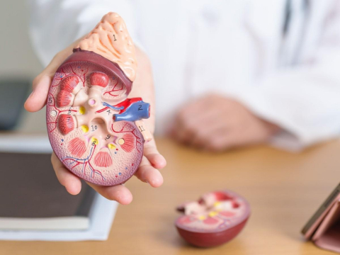 「慢性腎病」首進全球十大死因！每十人就1人腎受損、96%完全沒察覺…醫揭元兇：腎臟泡在糖水裡