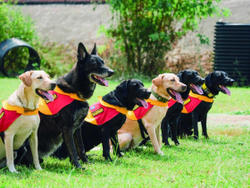 狗狗GO GO！  毛孩出任務 台中搜救犬立大功