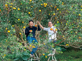 椪柑樹上的哲學家