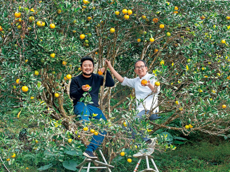 椪柑樹上的哲學家