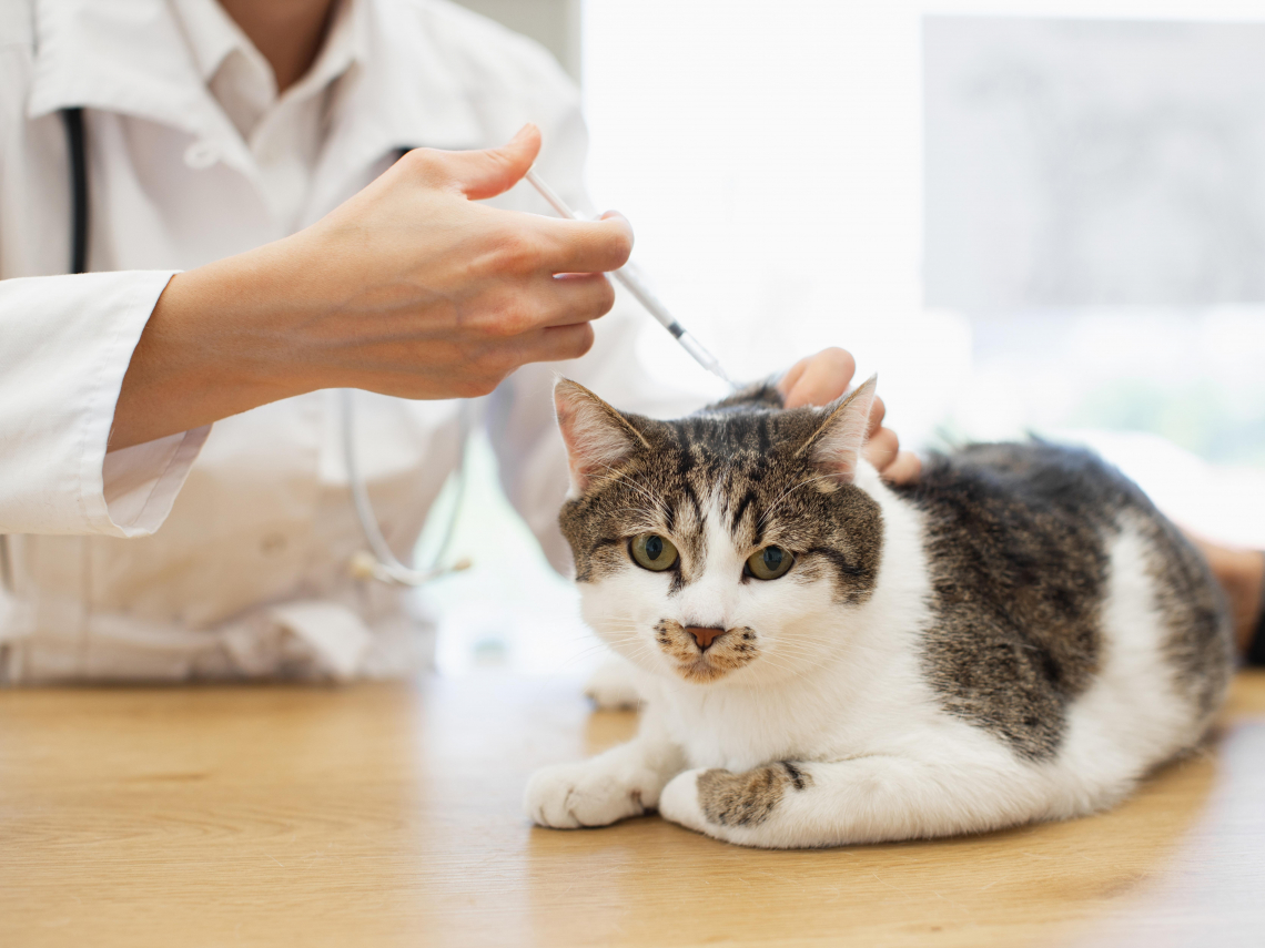 2026寵物登記新規！家貓沒植入晶片登記最高罰1.5萬，這9縣市寵物登記優惠中…狂犬病疫苗必打？