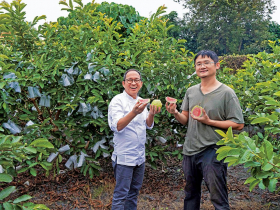一隻竹節蟲開啟的視野
