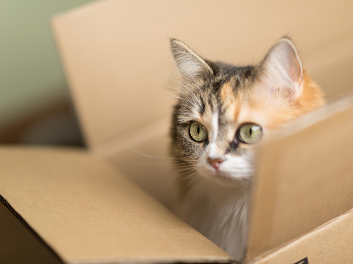 棄養寵物最高罰百萬、虐殺最重關5年！政院拍板《動保法》草案：未符合「一定條件」就是棄養