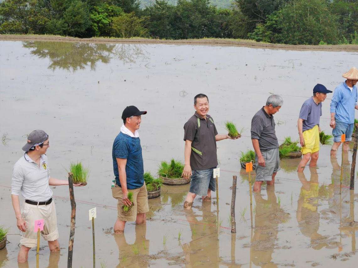 高手在田間！老農穿「西裝褲」插秧... 手耕傳承、水牛耕田，貢寮水梯田掀永續革命！