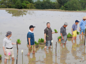 高手在田間！老農穿「西裝褲」插秧... 手耕傳承、水牛耕田，貢寮水梯田掀永續革命！