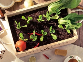 餐桌上的輕盈與環保 純淨飲食