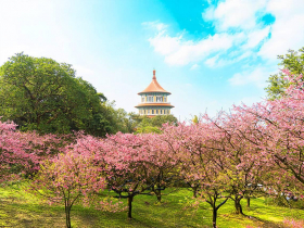 2026淡水天元宮櫻花季1/29開跑，目前花況、賞櫻花期、夜櫻點燈時間、幾米5大場景、交通資訊全攻略