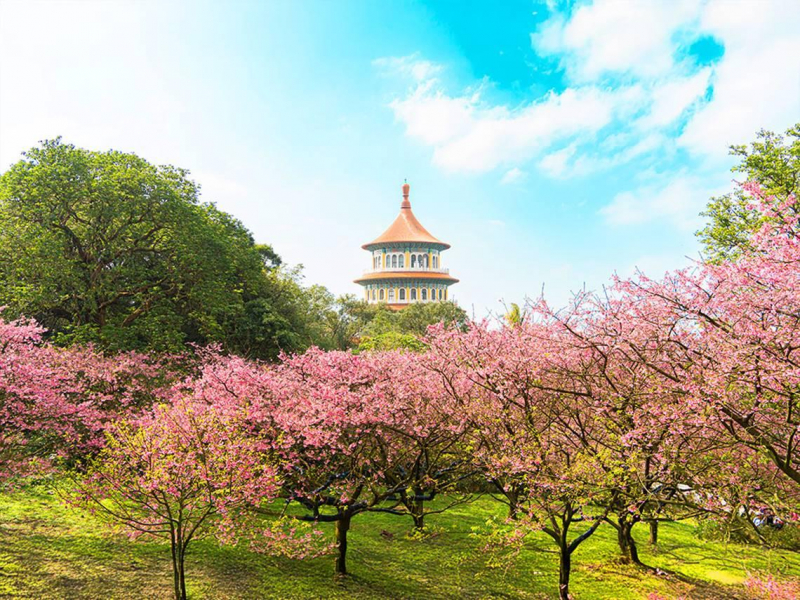 2026淡水天元宮櫻花季懶人包！目前花況、賞櫻花期、夜櫻點燈時間、幾米5大場景、交通資訊全攻略