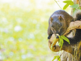 北市爆漢他病毒死亡案例！大安森林公園很多松鼠「還有人餵食」有感染風險？醫給答案：該注意這件事