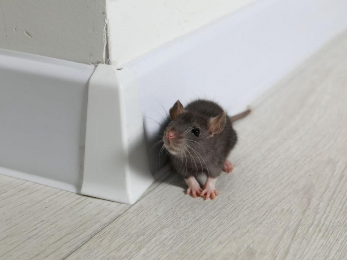 漢他病毒25年來首奪命！大安區7旬男發病8天不治…醫揭初期像「流感」：短短數小時恐休克、肺水腫