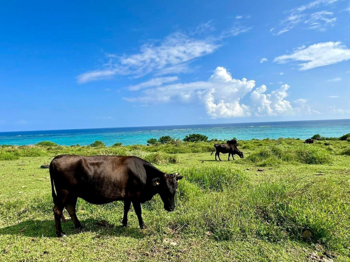 石垣牛台灣也吃得到！石垣島－台灣船班春天開航，想吃「和牛界愛馬仕」：價格能更便宜1-2成