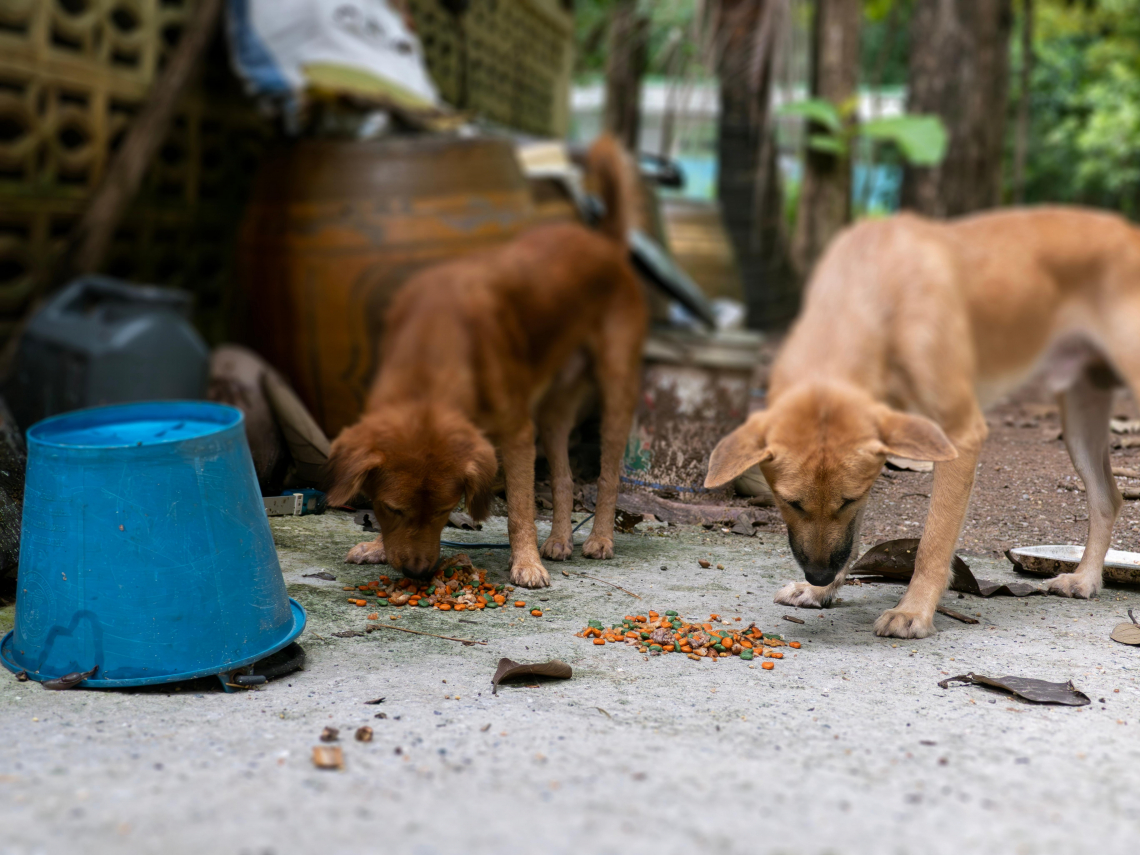 餵食視同飼主是要餓死浪浪？動保法修法禁餵有理？人狗情感緊密，為何學者說流浪犬對野生動物威脅不小