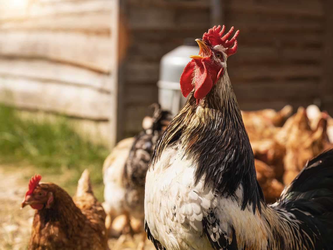 存股助理第752期｜南亞2026年獲利設定—南亞科、南電、台塑化三隻金雞齊鳴｜股池更新