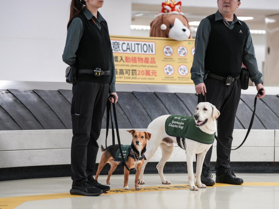 返國帶疫區豬肉製品罰20萬起跳，飛機餐沒吃完別帶回！非洲豬瘟非疫區申請在即，邊境三面向加強檢疫