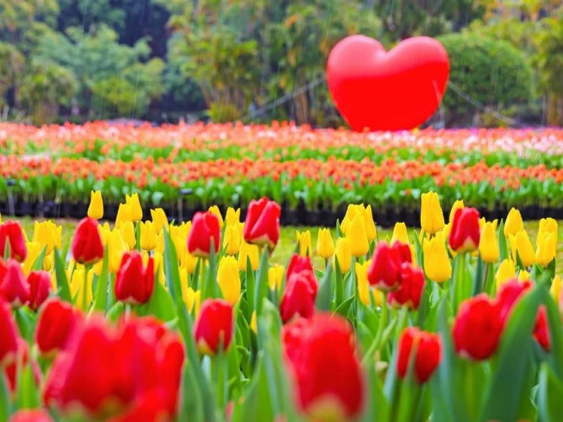 2026士林官邸鬱金香展必看！11萬株花海展期時間、免費音樂會、5大展區打卡亮點、64商家優惠總整理