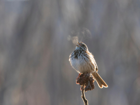 存股助理第762期—2026年除息早鳥的上中下駟—櫻花、神基、捷敏KY