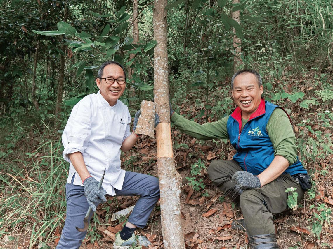 山坡上的百年樹人