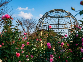 2026台北玫瑰展免費賞花海！開放時間、交通、接駁車、定時導覽、賞花抽iPad、49商家優惠總整理