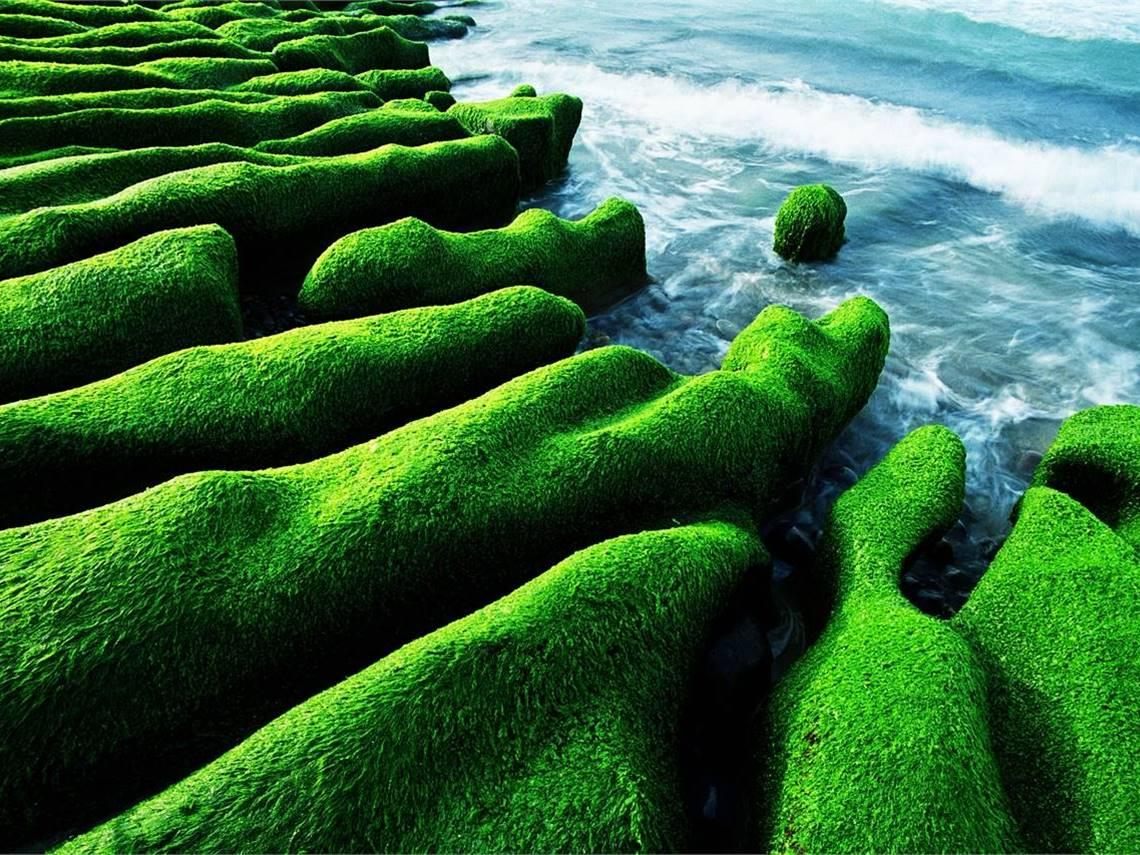 老梅綠石槽綠了！現在可以去嗎？2026最佳觀賞時間、覆蓋率、潮汐時刻、交通、一日遊景點全攻略