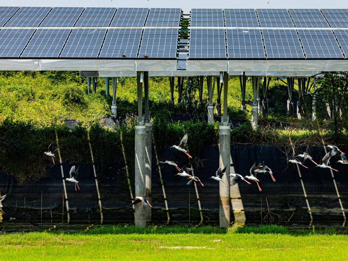 漁電共生真的有養魚？台泥綠能嘉義案場開箱，跟科技魚青走進養殖現場，體驗能源轉型結合地方創生的永續觀光