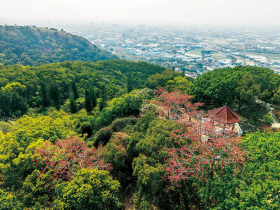 山林有詩 花開成景 春遊大甲鐵砧山 邂逅桂花泉登山步道