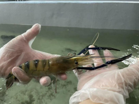 中國爆「養殖蝦傳人病毒」釀失明！疾管署：台灣生鮮無風險...前往2國要注意、避免生食海產