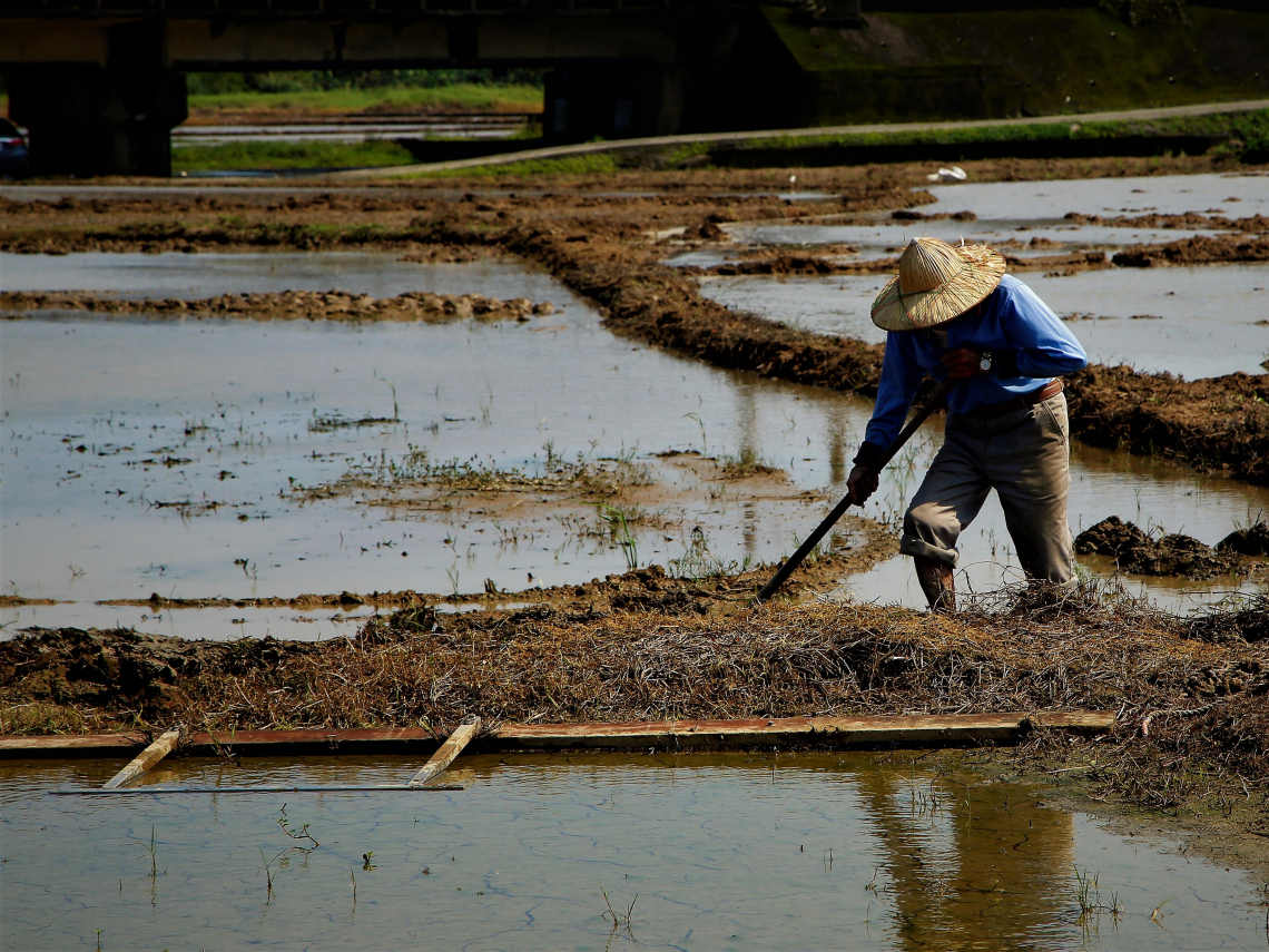老農津貼有排富嗎？他稻米全國賽獲獎竟不能領，喊「變相懲罰」…老農津貼領取資格、如何申請一次看