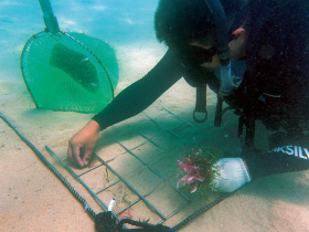 還海行動》復育海草、紅樹林  打造最強減碳利器  往海裡「種樹」！藍碳接上淨零最後一哩路