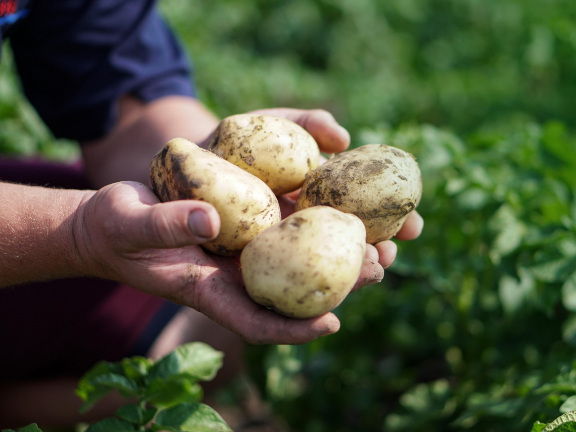 馬鈴薯發芽可以吃？發芽＝有毒？吃了會怎麼樣？龍葵鹼中毒10症狀！馬鈴薯進口新規、怎麼挑才安全必看