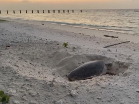 影／地球日驚喜巧遇海龜產卵！管碧玲登太平島揭海洋科研成果，新物種曝光