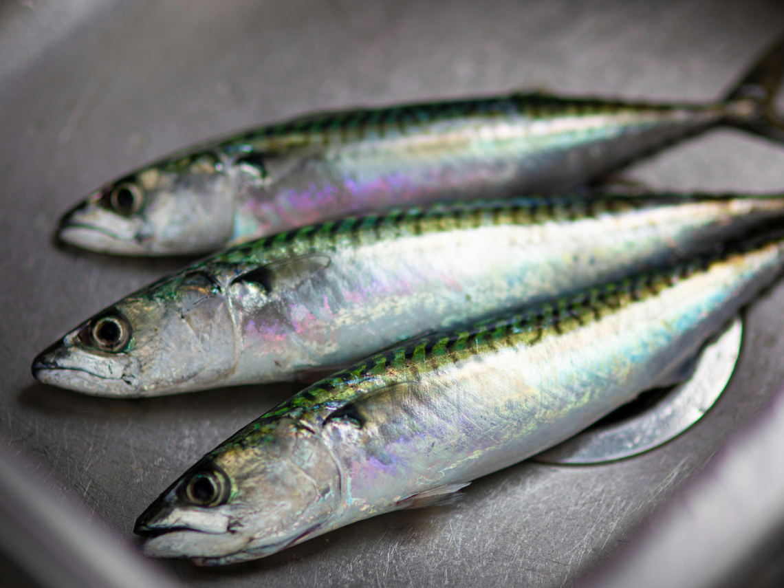 買海鮮別只看新鮮度！英國「優質魚類指南」點名這些魚類應避免消費，永續海鮮該如何挑選？　　