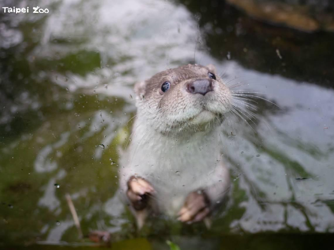木柵動物園夜間開放！暑假限定、60元星光票有哪些動物可以看？要預約嗎？時間、門票、最佳遊園路線總整理