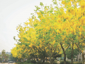 台中賞花地圖 數位導航　花海直達