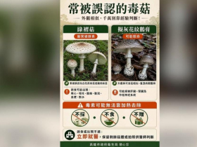 高雄連日豪雨路邊又長香菇！他採給朋友吃..害1家3口上吐下瀉中毒，一圖看懂「長得像可以吃」毒菇