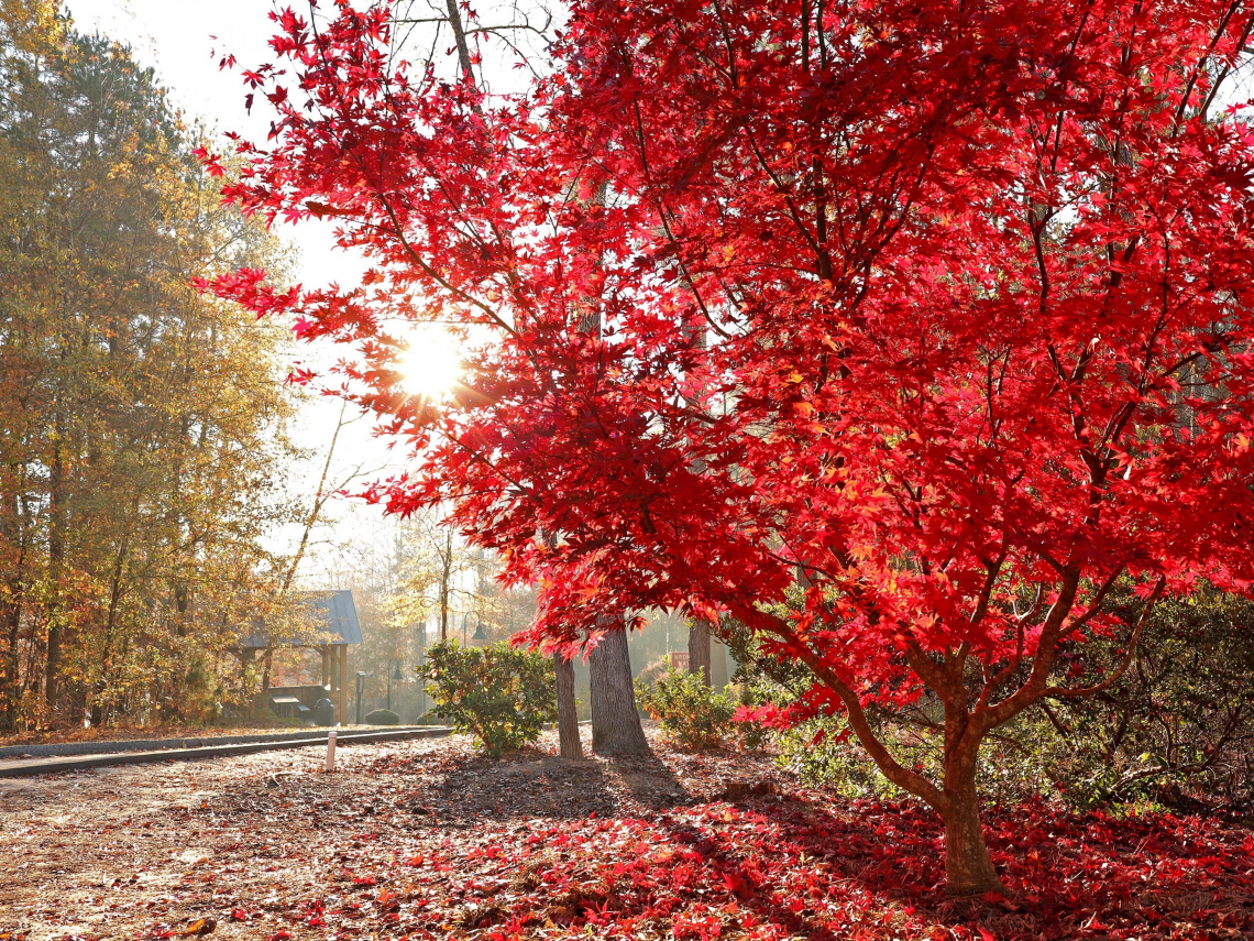 2026日本楓葉、紅葉最新預測！東京、大阪、京都、北海道…人氣賞楓景點交通、最佳賞楓時間懶人包